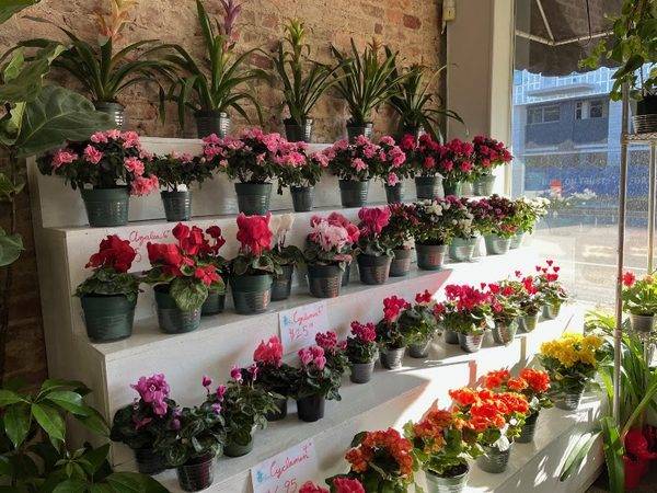 Vogue Flowers